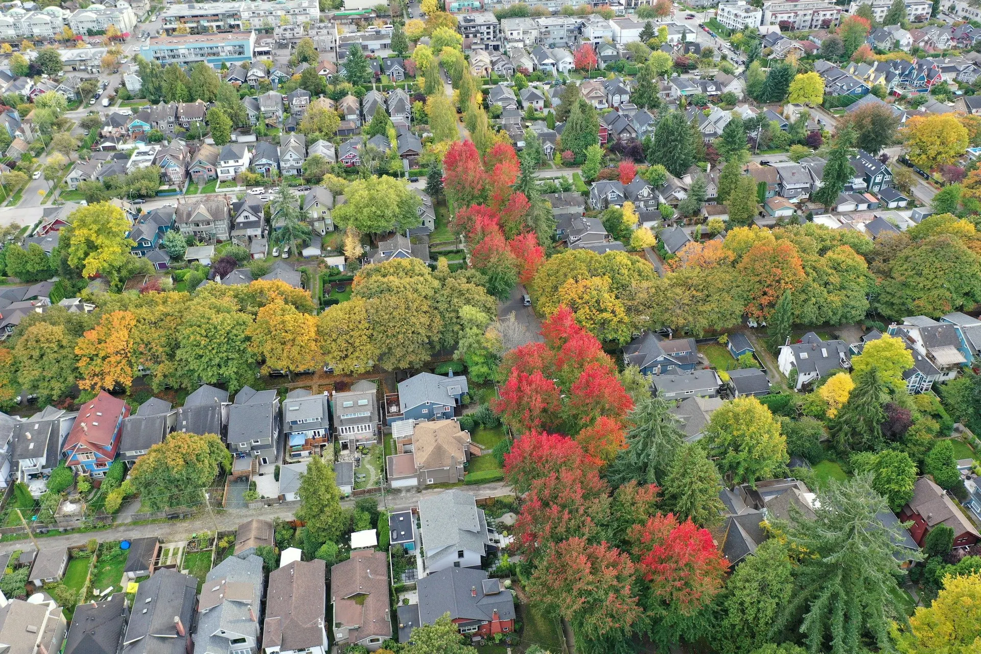 A leafy residential neighbourhood from the air, with a line of red maples down one street